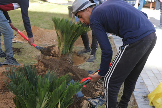中建阿拉曼新城项目开展植树节活动2.jpg