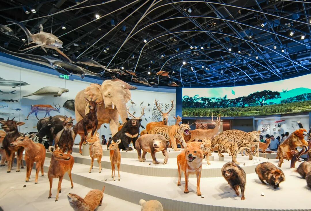 中国建筑承建的深圳自然博物馆正式开馆（3）.jpg